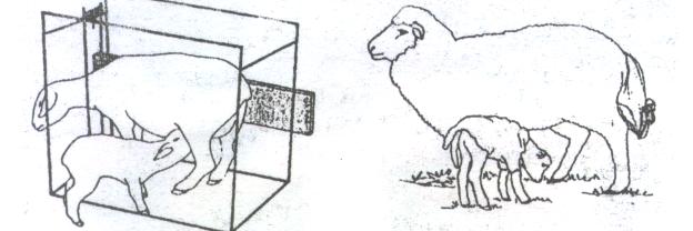 رعاية الحملان